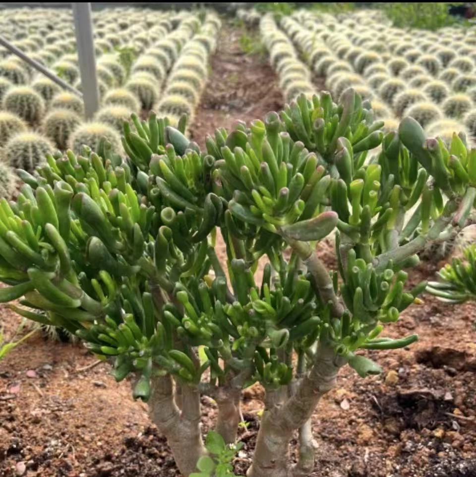 4年老桩地栽吸财树  好看好养 多肉植物 云南昆明发货