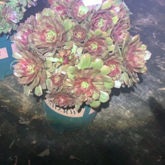 默*多肉植物红丝绒212