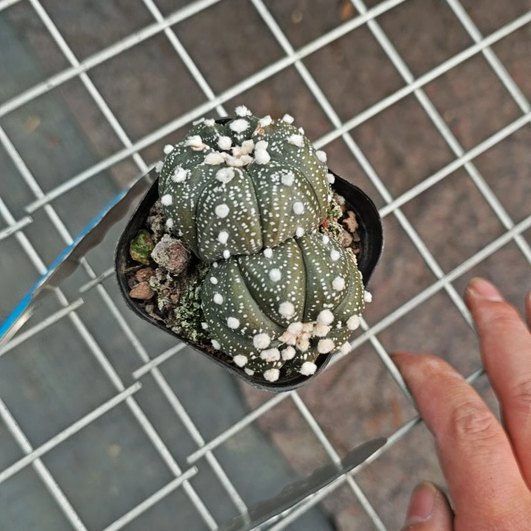 双头兜一物已拍，