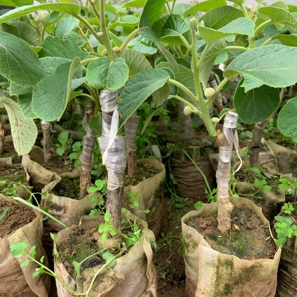 花卉绿植 南北方种植