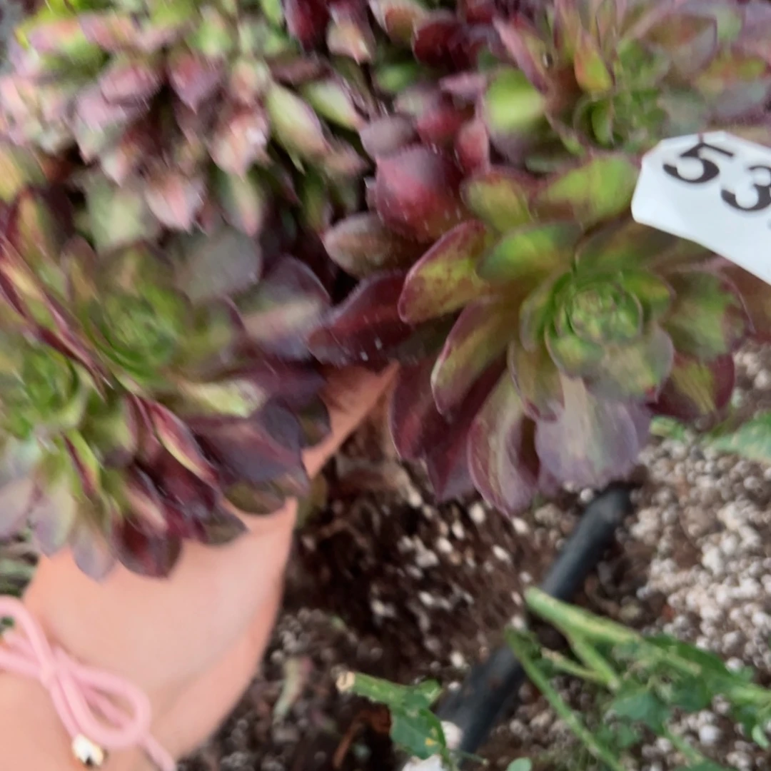 532 号多肉植物法师新年福利