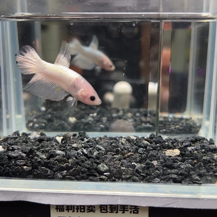 斗鱼竞拍跑单拉黑4