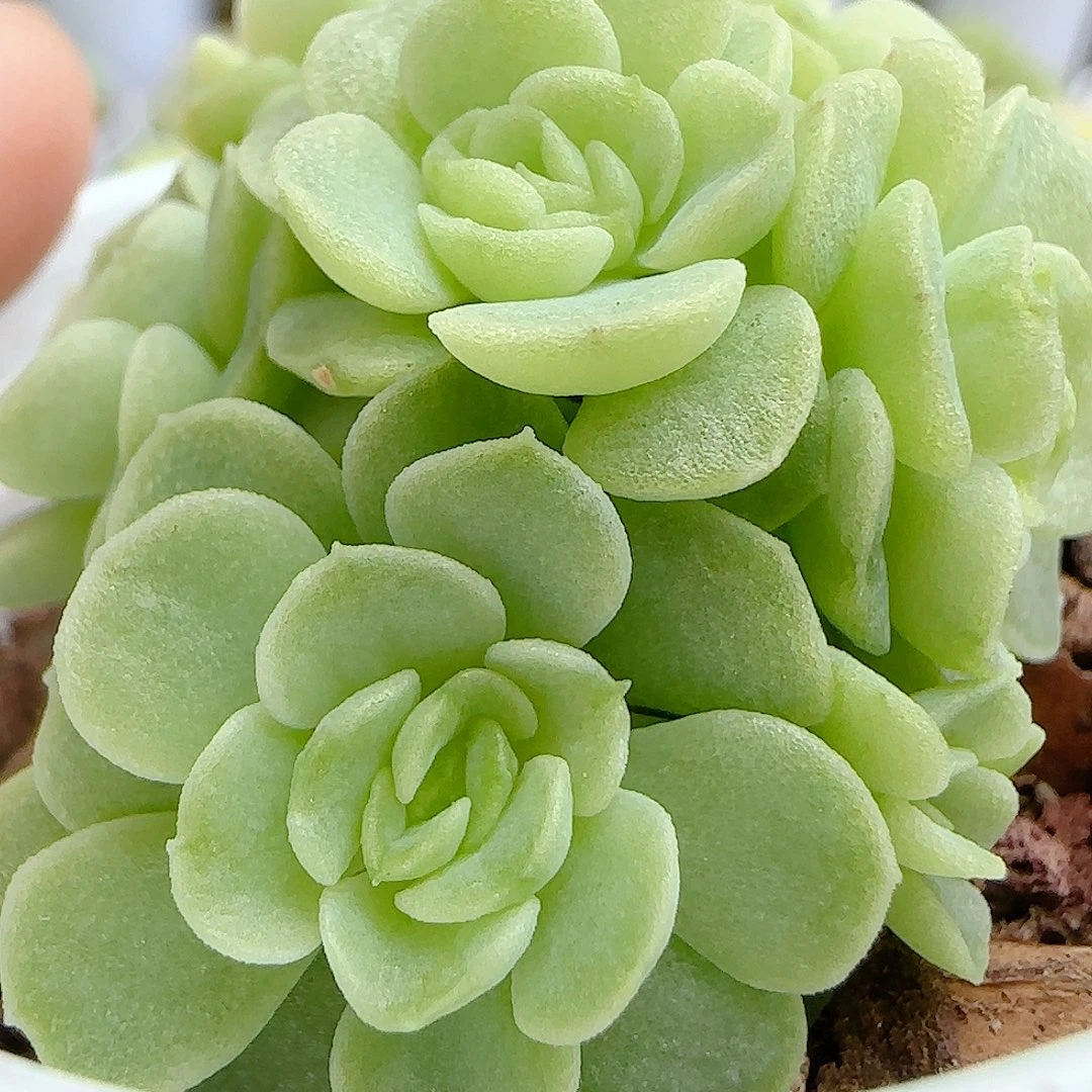 【闪购商品】0926-134圆脸优选麦杆