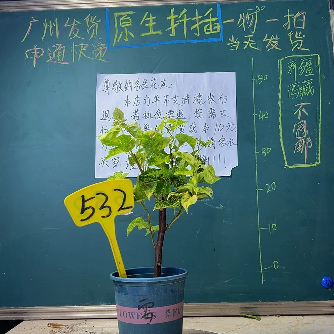 当前无花栽培后可以开花 雪花橙 532