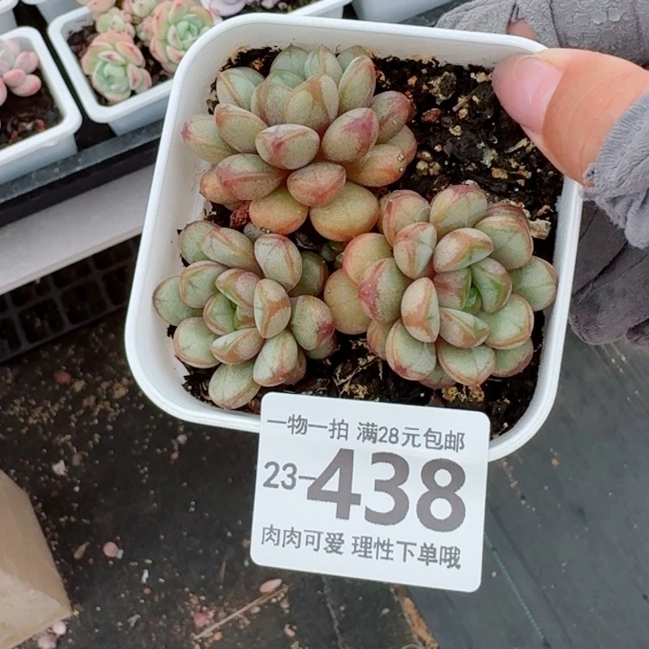 葡萄无盆土发货无盆土发货