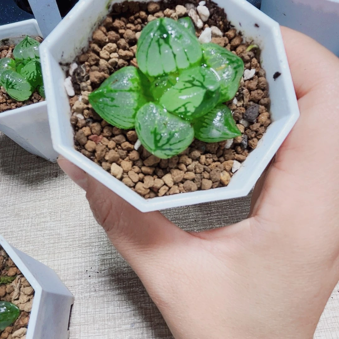 虞美人多肉植物666