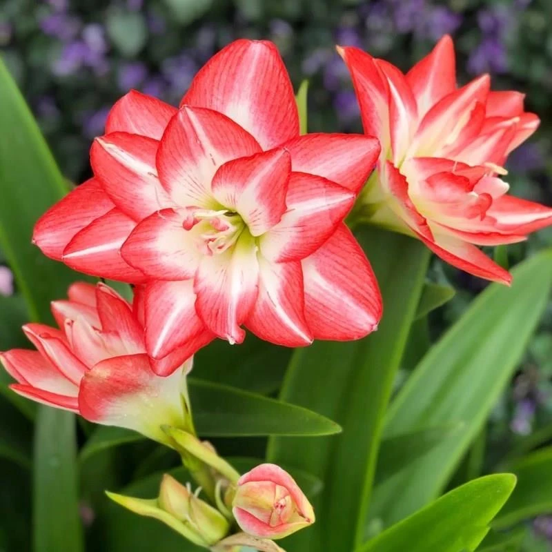 2颗装）花孔雀朱顶红种球5-6厘米