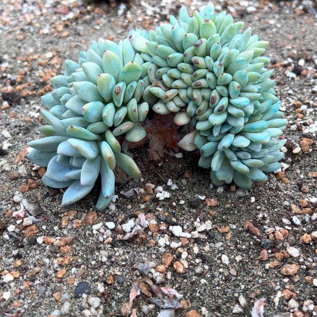 这个好看的肉的人