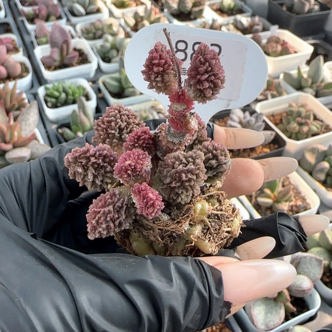 芯***宝送。    882。