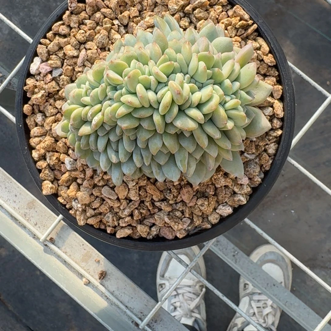 毛***姐星影树缀无砍多肉