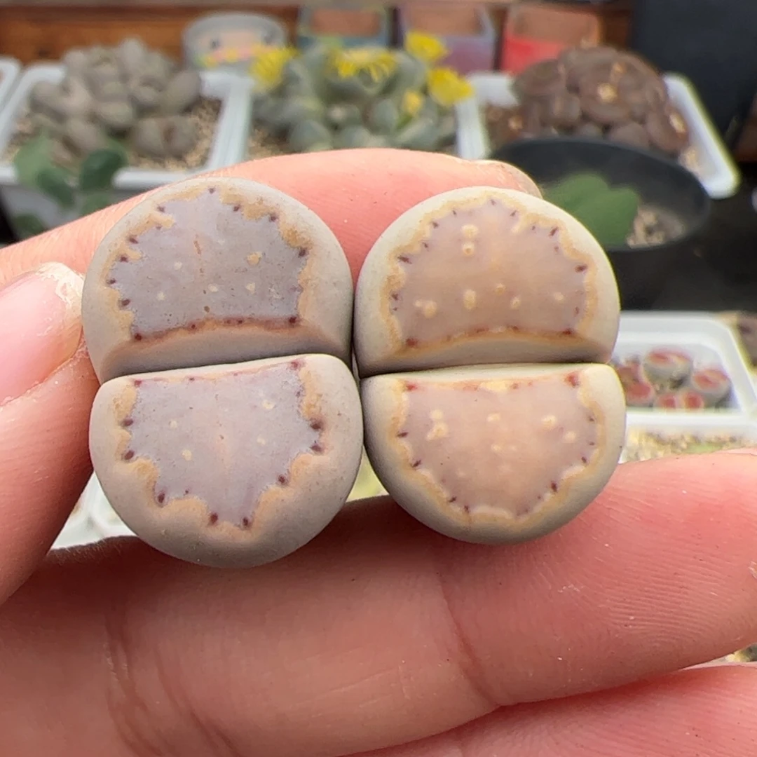 0408号饼干2颗 多肉植物