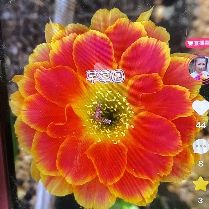 阳光加强侧芽4厘米3个
