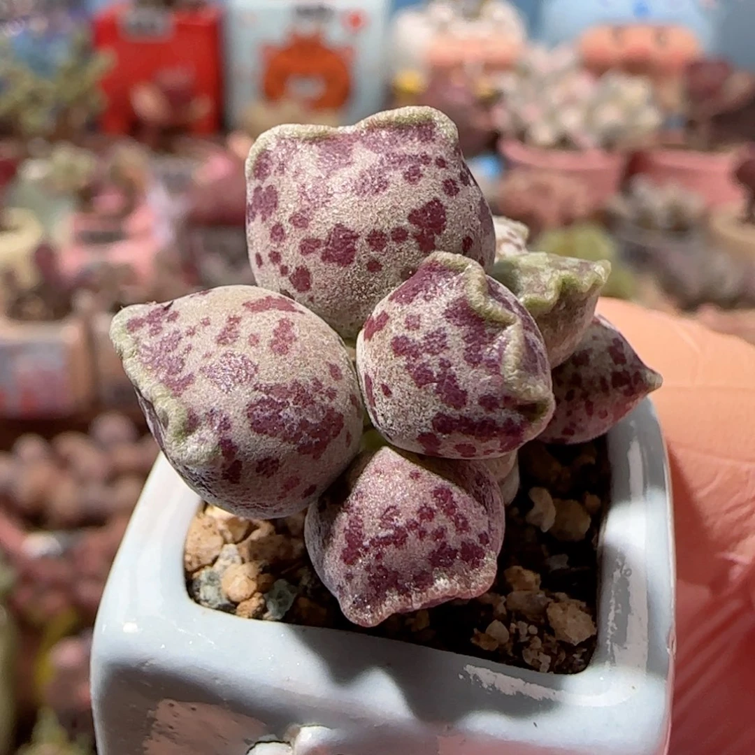 可爱粉丸 盆口2.5cm