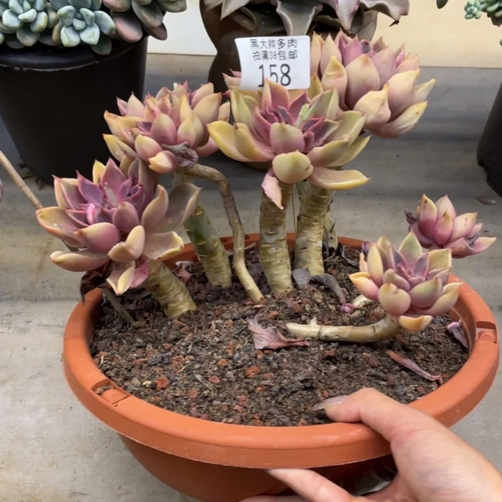 黑大帅多肉158紫气东来