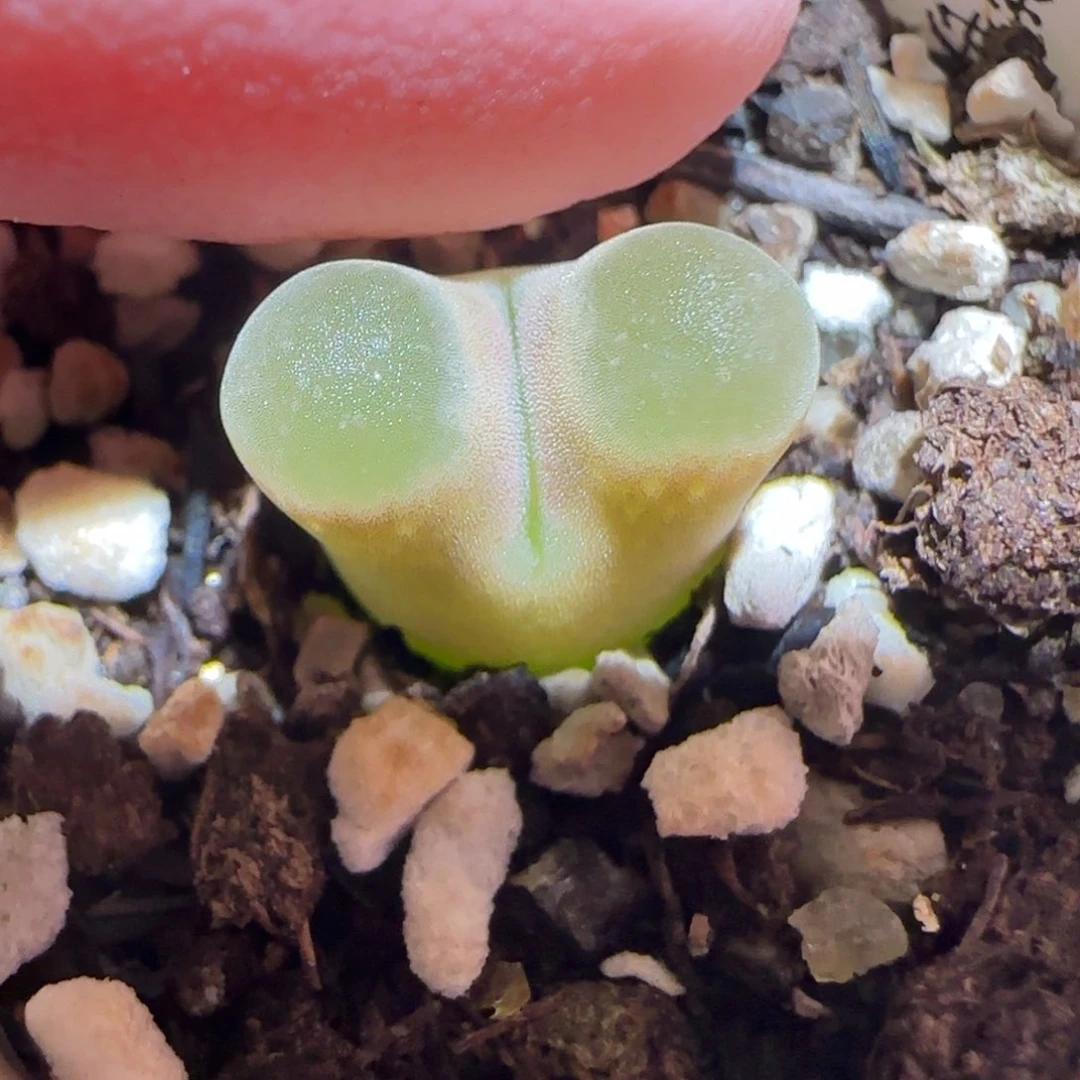 肉锥多肉植物百科-磁铁1364