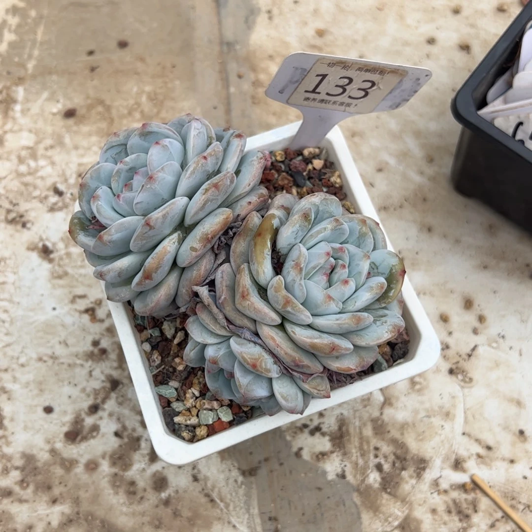 暴****妮133号多肉植物