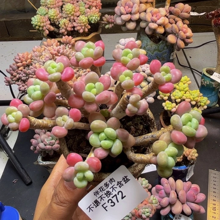 鱼子酱372/9cm有砍