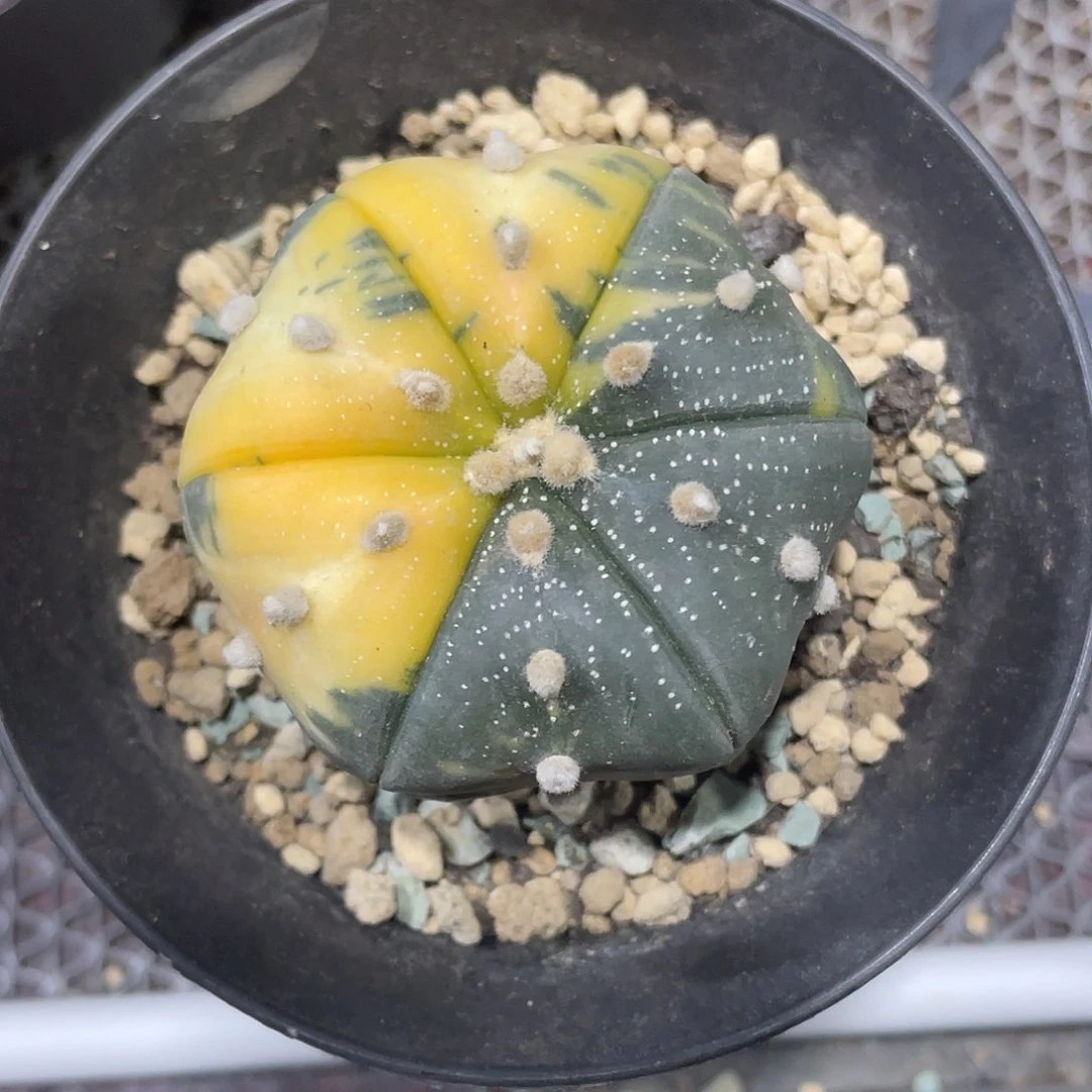 L*琴六棱兜锦仙人球带盆土