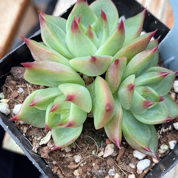 多肉植物蓝龙6079