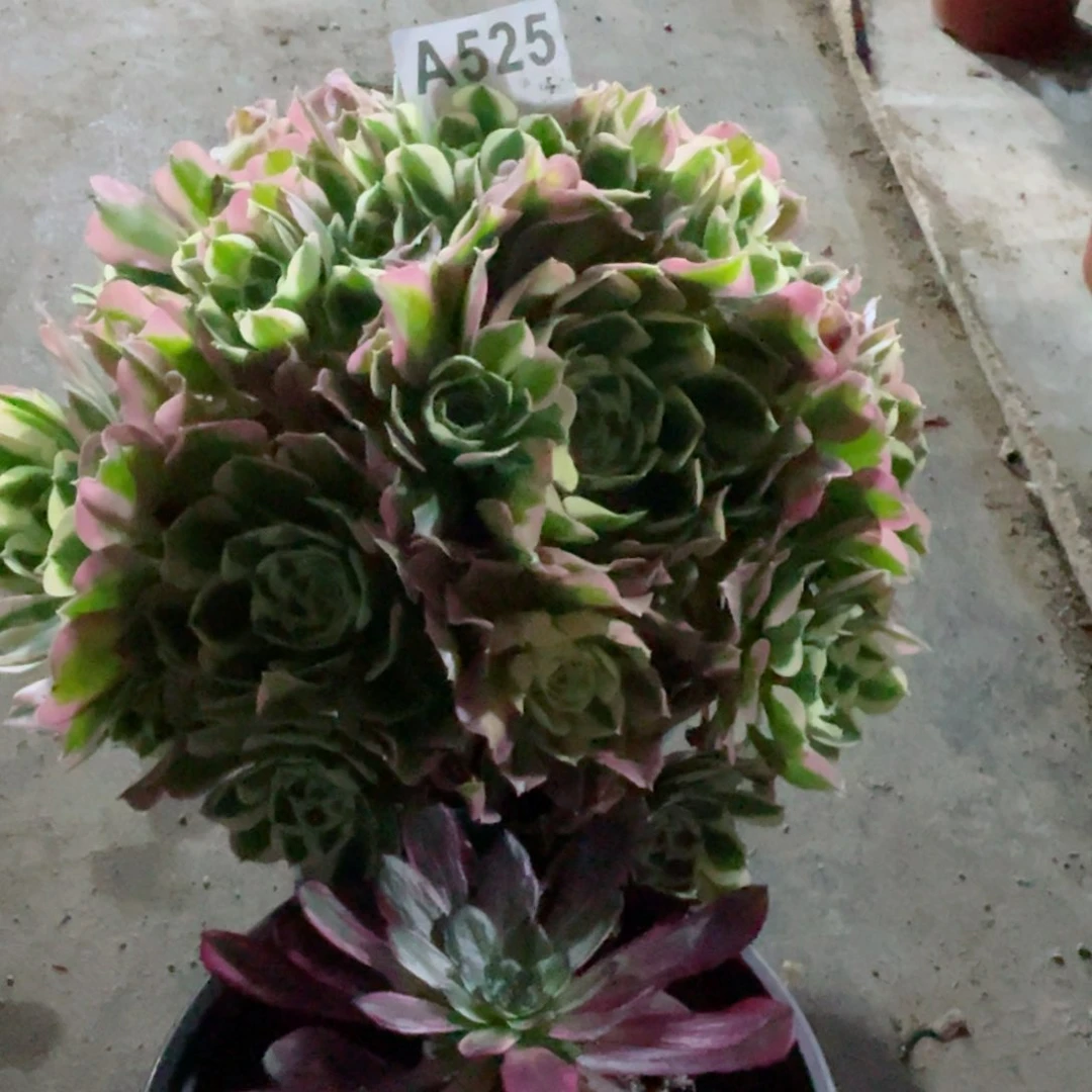 雨花石白凤525十五发货