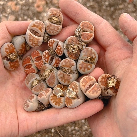 【闪购商品】25203