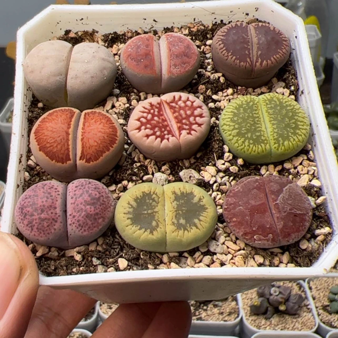 【闪购商品】00000003