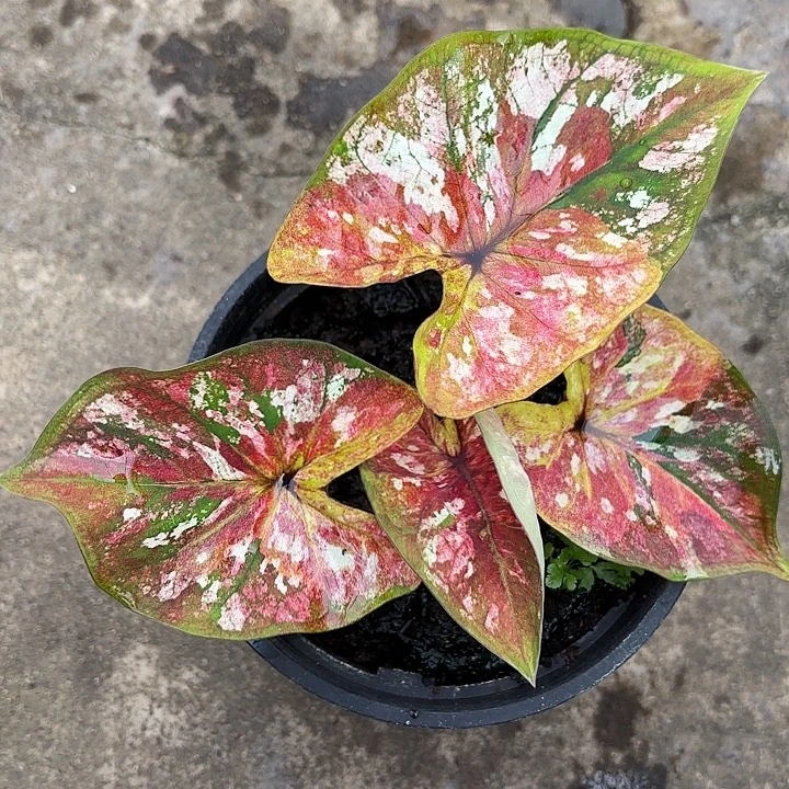 15-1218变形金刚广东现货