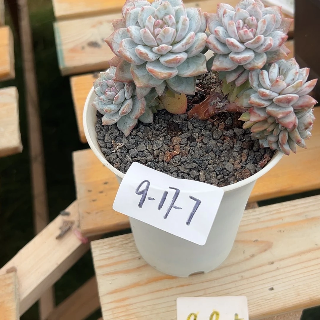 9-17-7星影多肉植物
