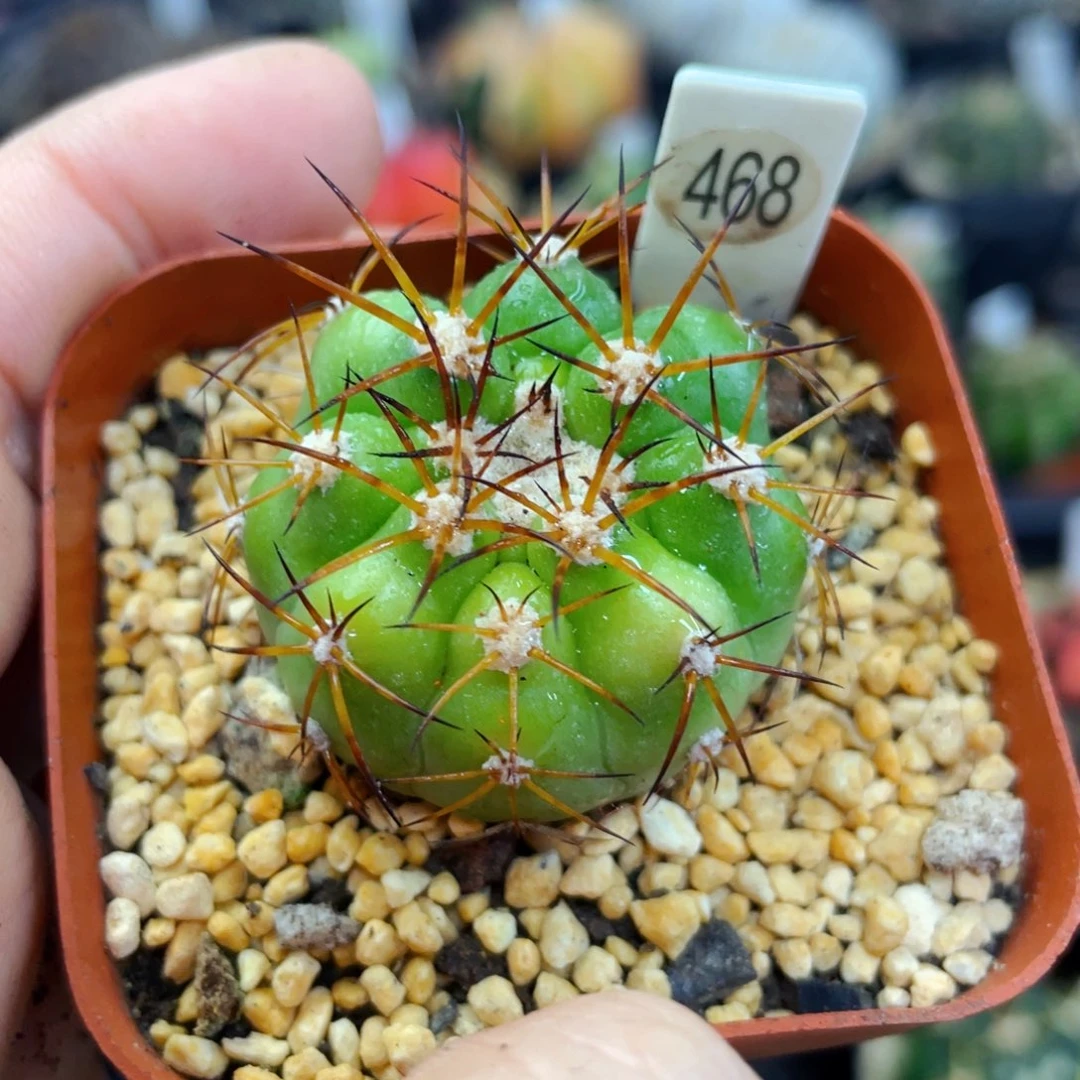 圆盘玉锦盆5公分满25包邮裸根发货