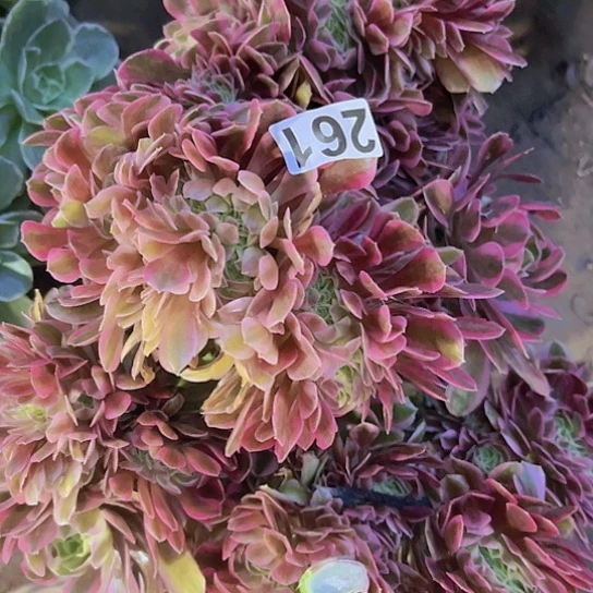 一**何多肉植物一个