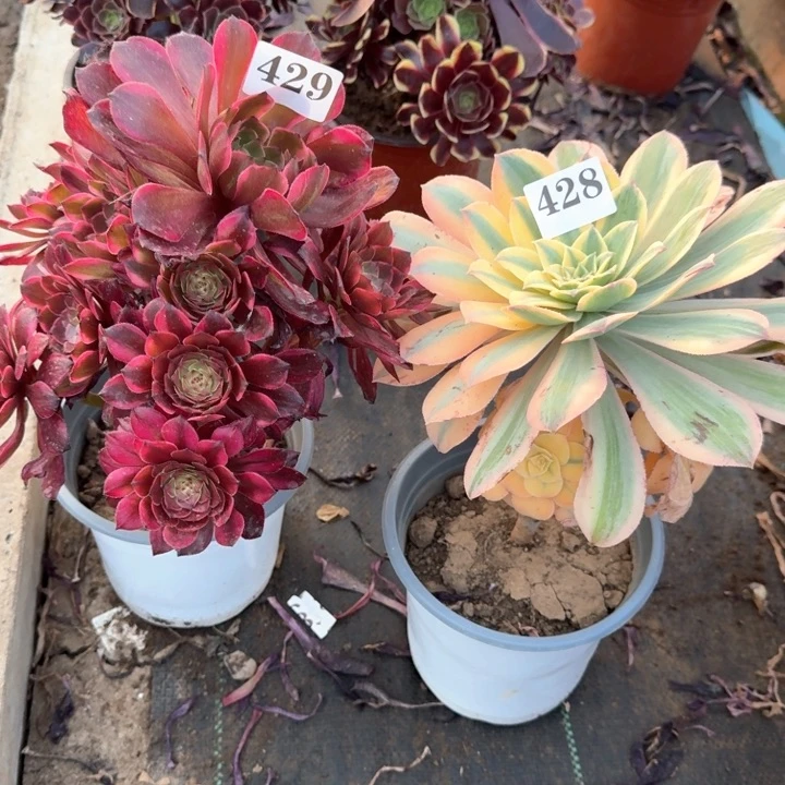 灿烂组合法师429428