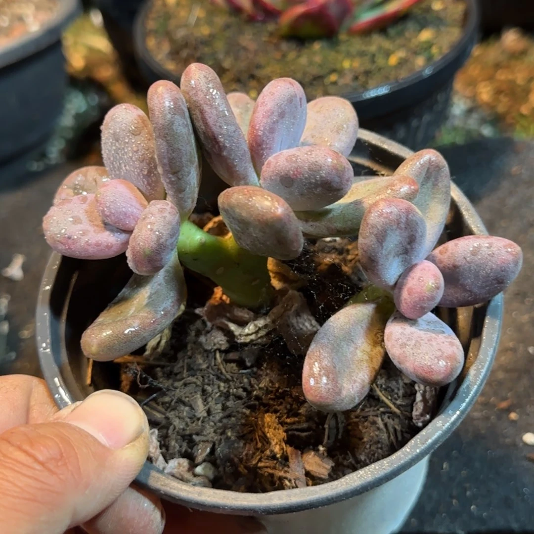 糖果美人一物一拍包装收缩花旱