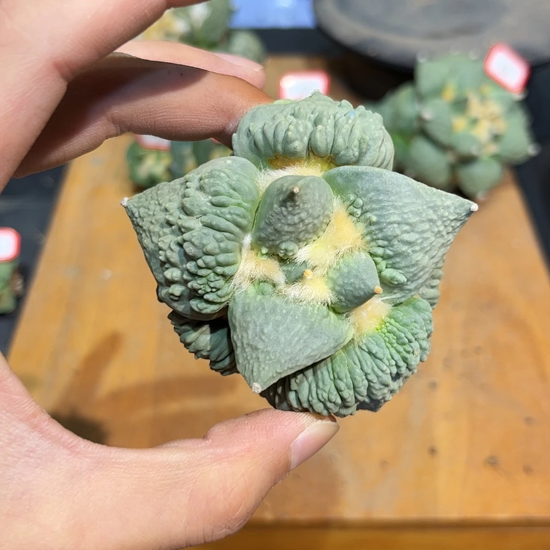 14号自根大尤蓝白血怒涛