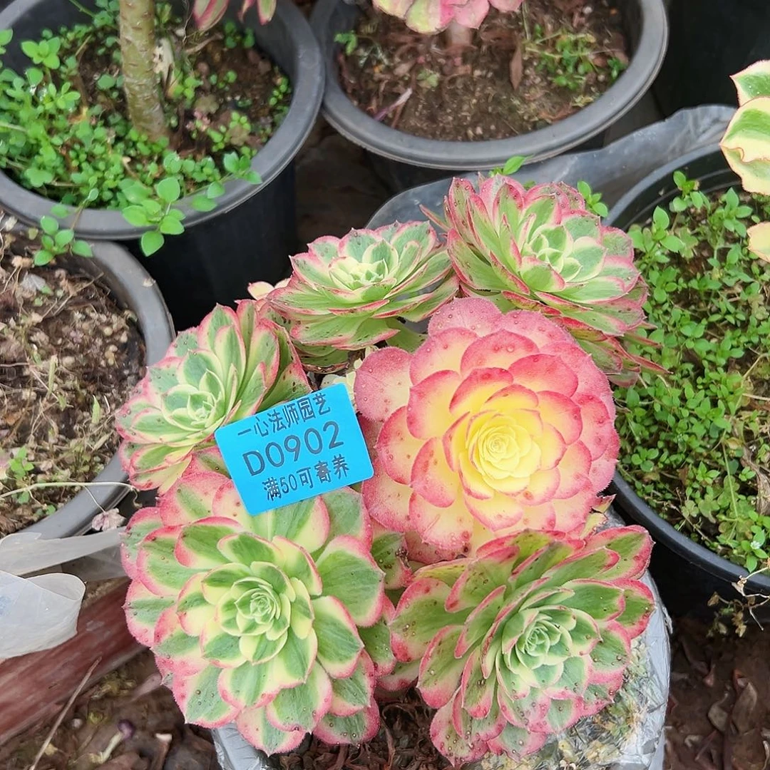 海鲜902多肉植物多肉植物