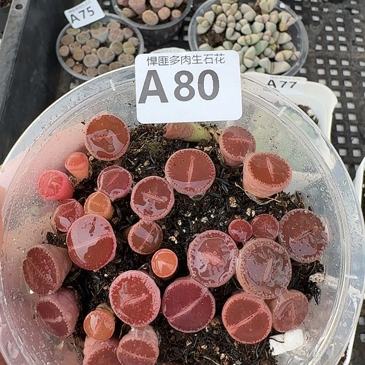 80多肉植物多肉植物