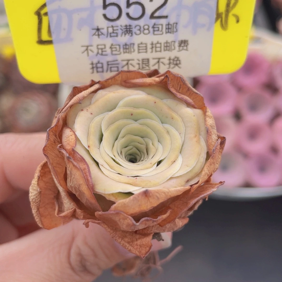 山地玫瑰552满38包邮裸根发货