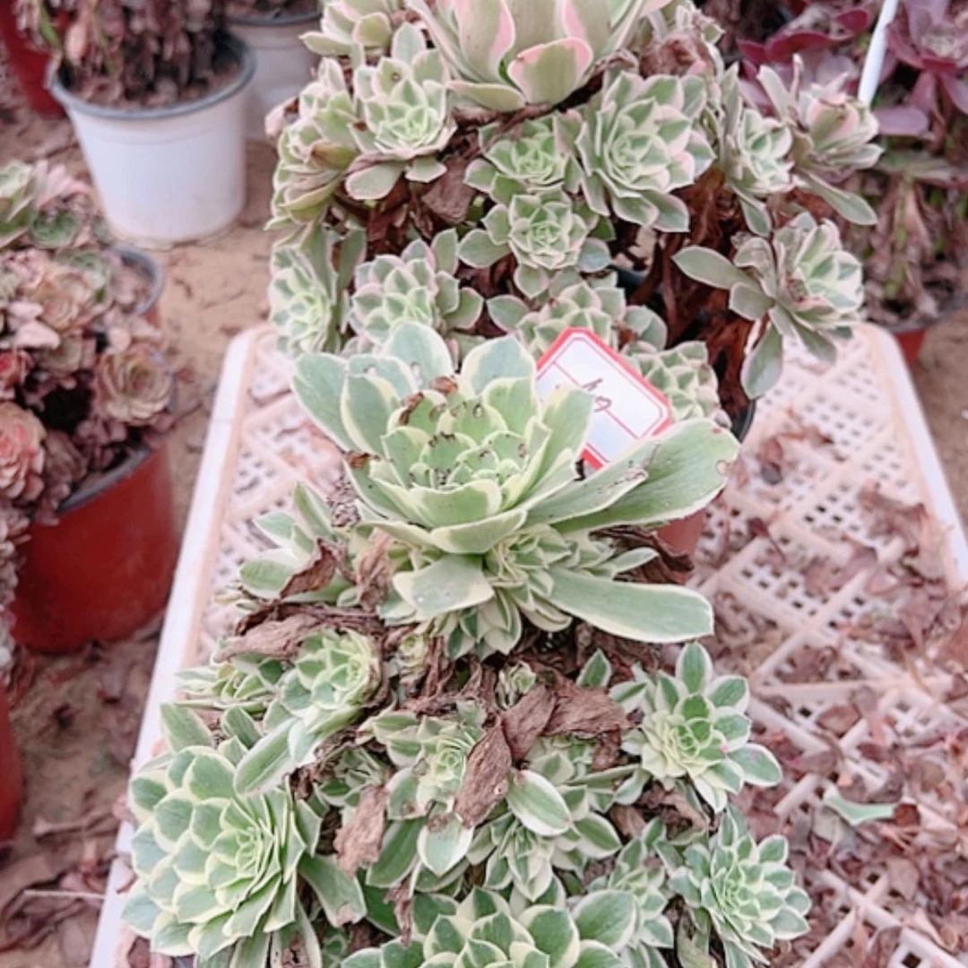 【闪购商品】无花朵l*燕40号套餐2颗多肉植物