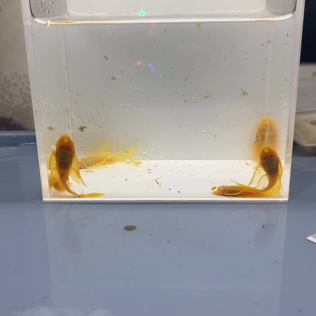 孔雀鱼小帆6条开箱视频报损