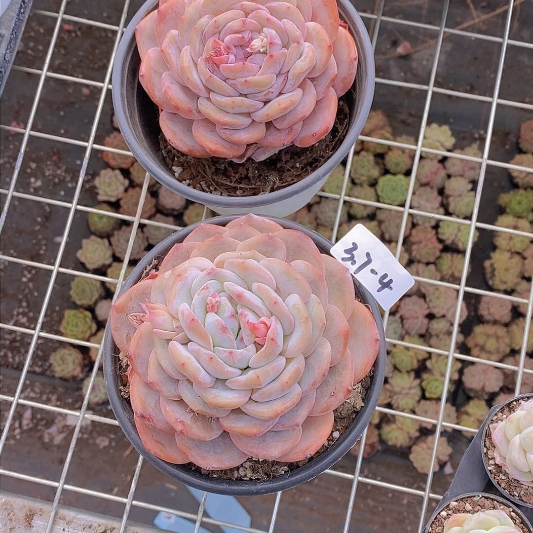 3.7-4-大大大单头橙子福利一颗 量拍