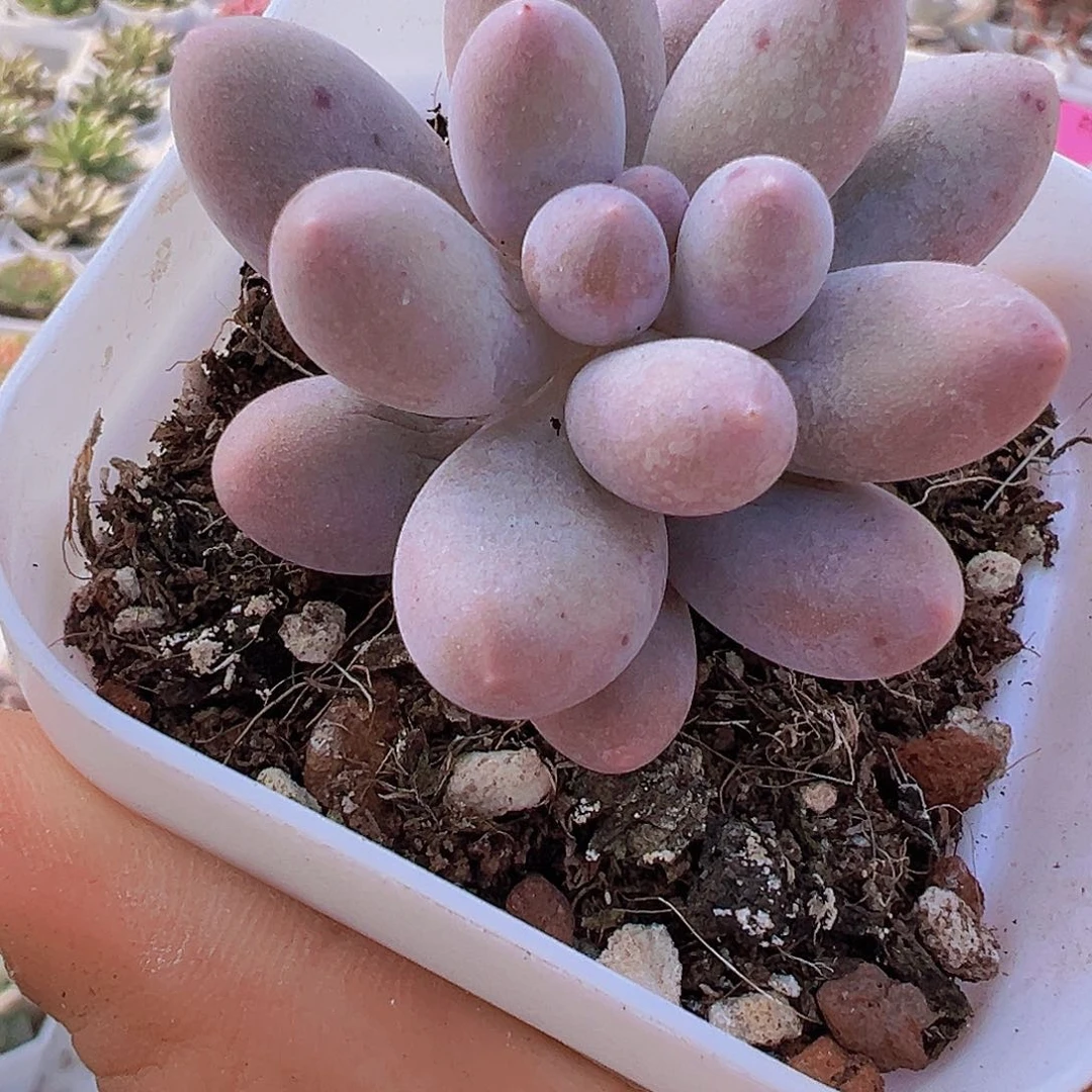 65盆汤圆19包邮多肉