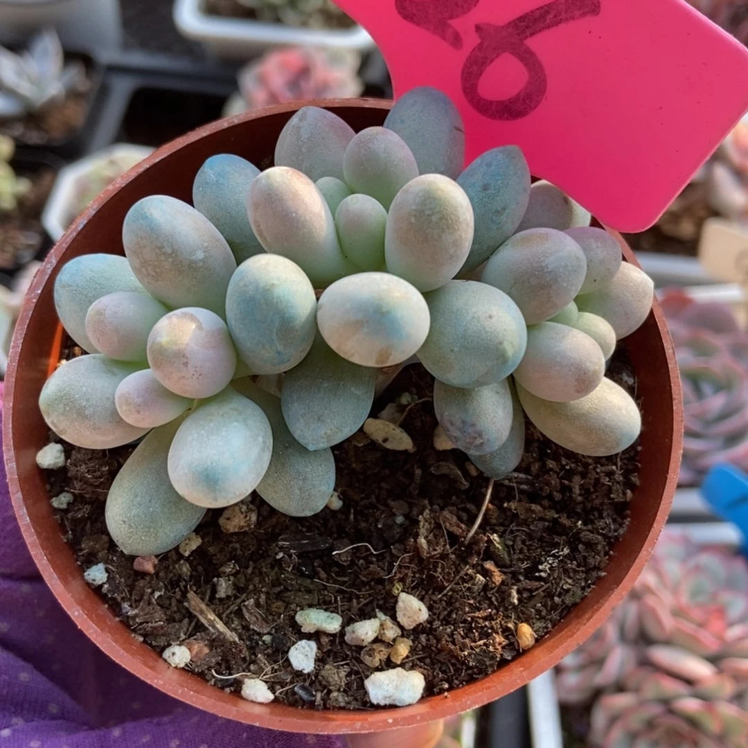 26彩虹奶多肉植物多肉