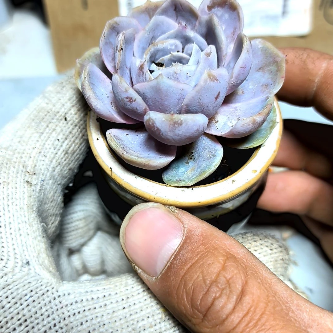 满9元包邮，蓝色惊喜