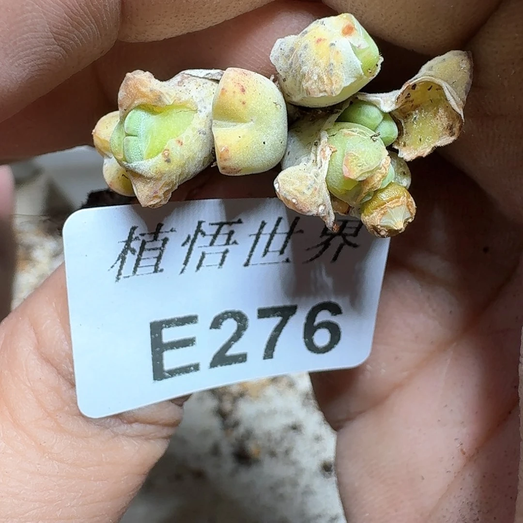276盒多肉植物哇c g