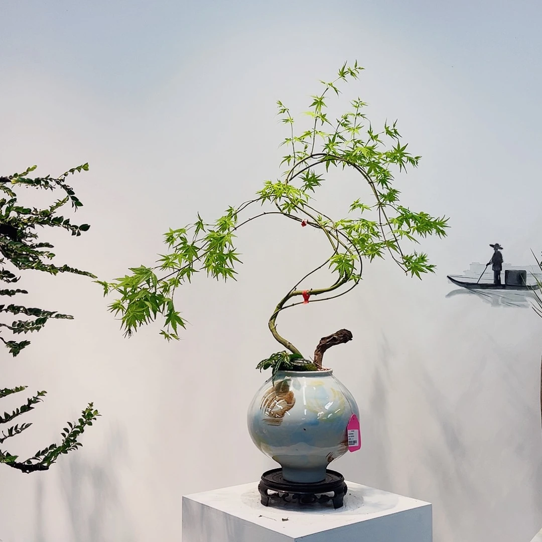 高端绿植一物一拍