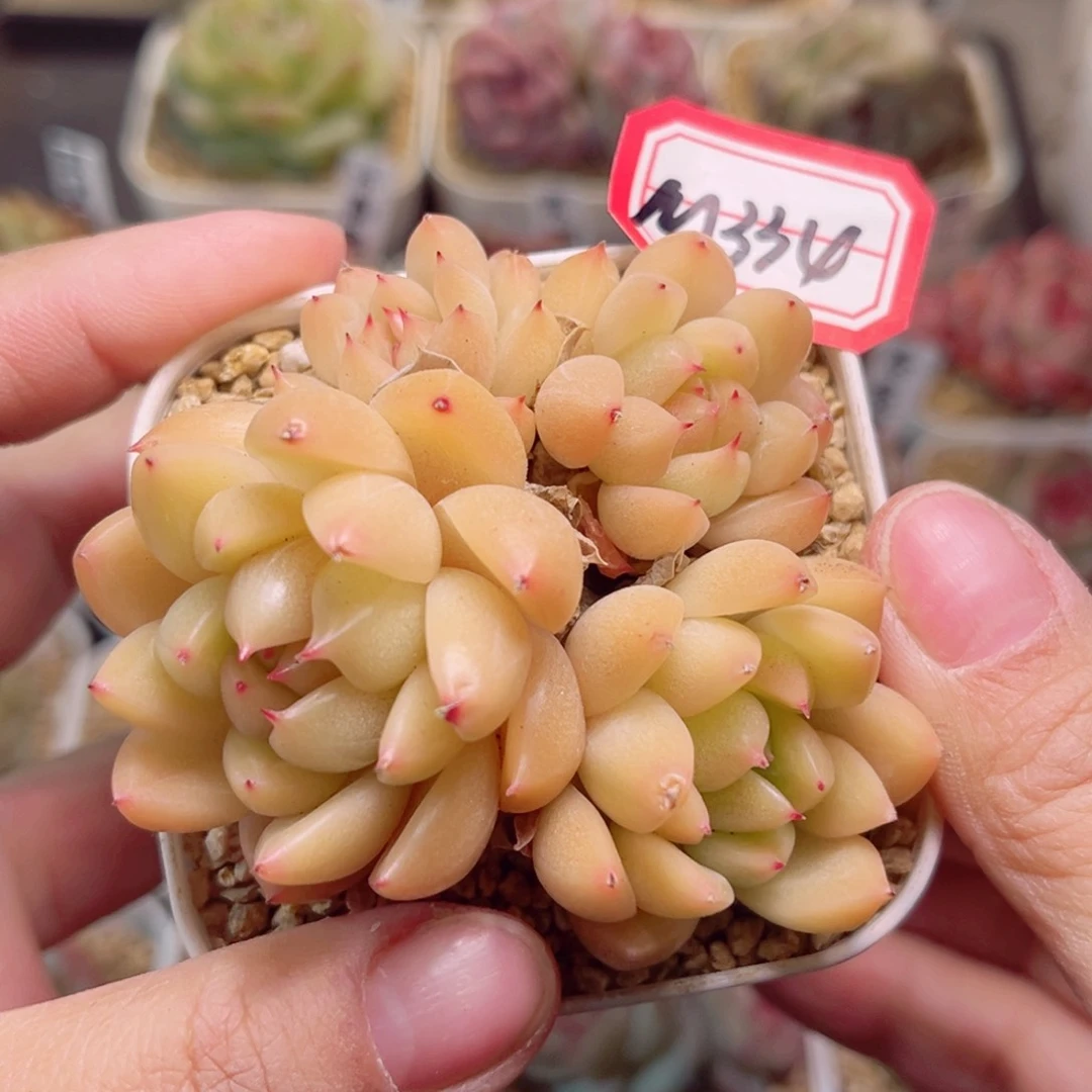 M334一物一拍 明朗珍妮