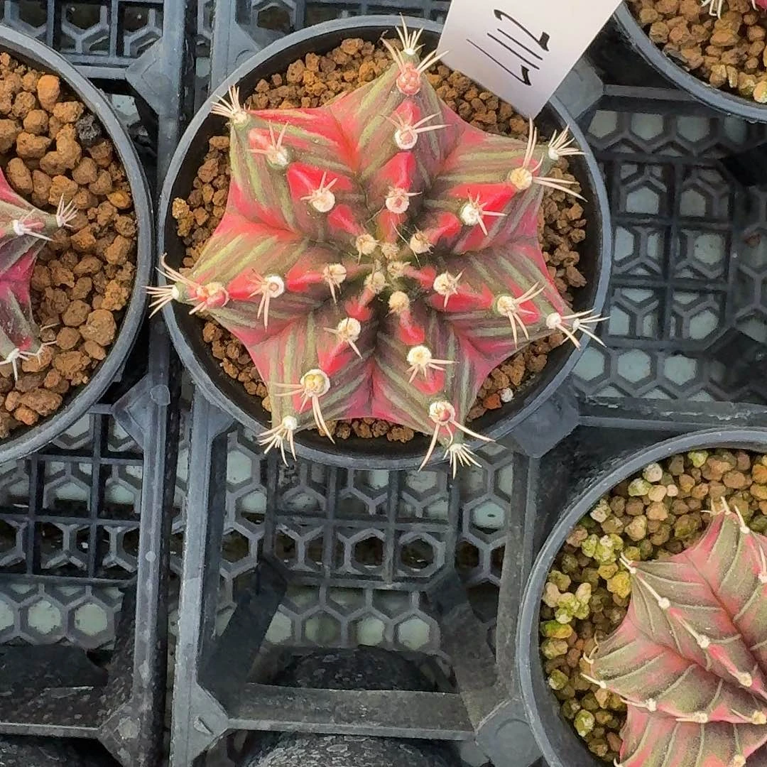 L112-1126广东发货