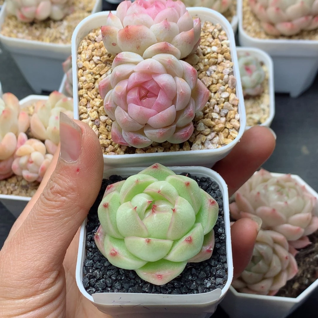 Y****安多肉植物。 糖心带盆土