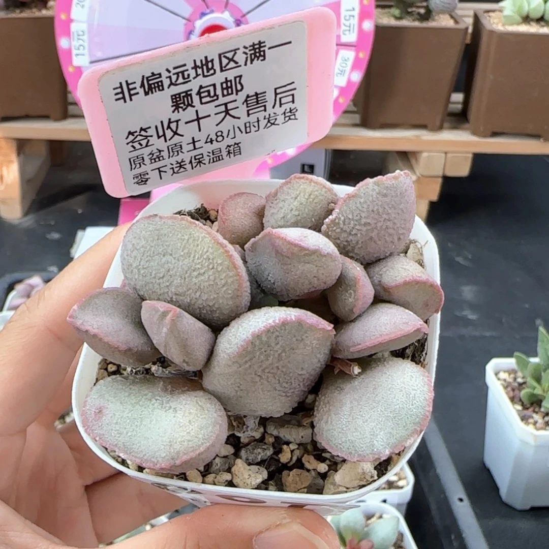 007暖阳多肉植物