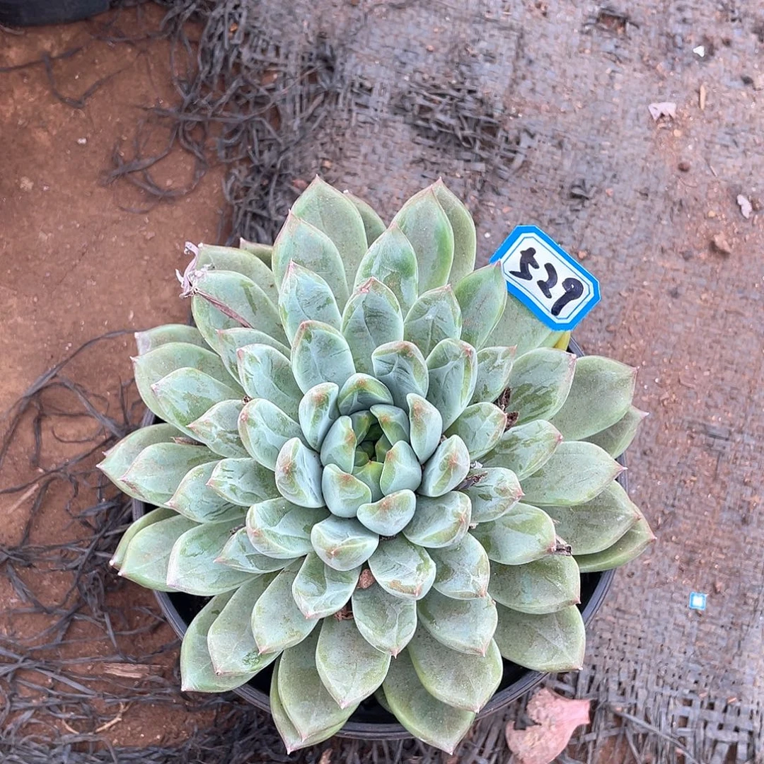 529陨石 一物一拍多肉