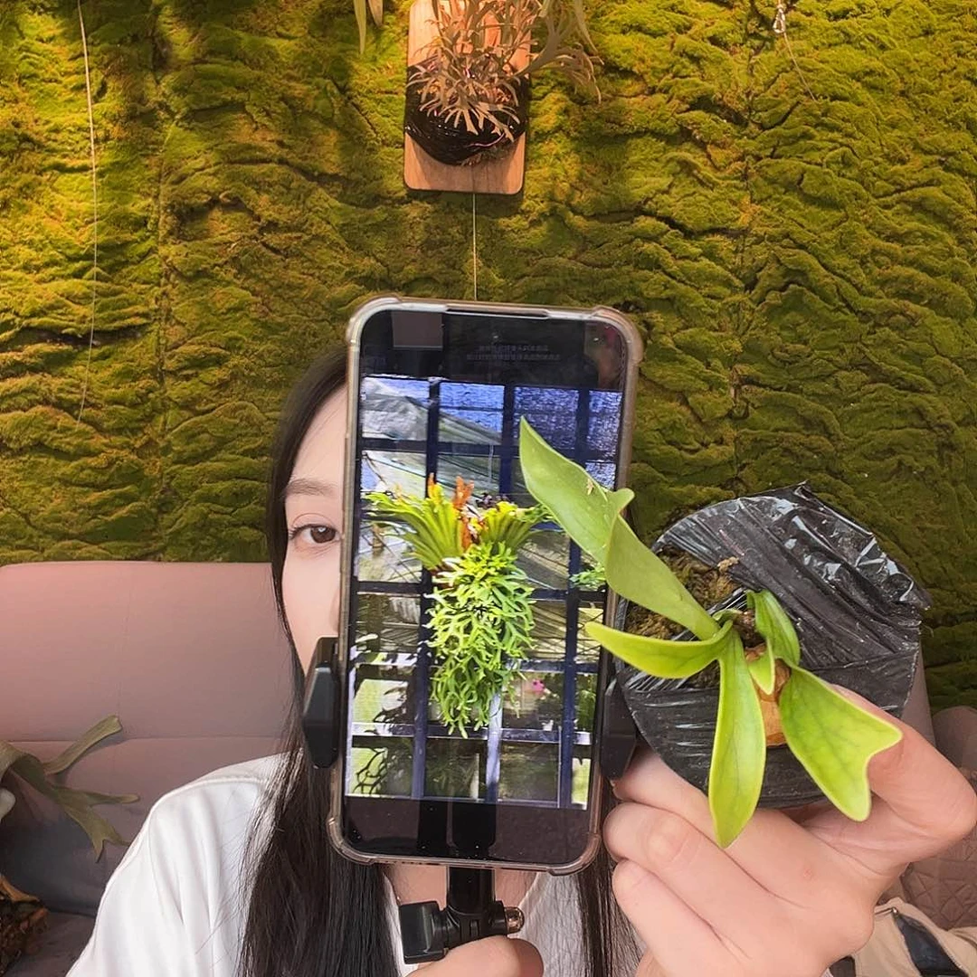 完全开放龙树分芽
